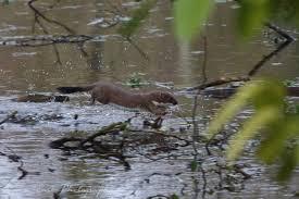 Attēlu rezultāti vaicājumam “Mustela erminea adult”