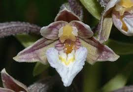 Attēlu rezultāti vaicājumam “Epipactis palustris bud”