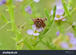 Attēlu rezultāti vaicājumam “Anarta myrtilli larva”