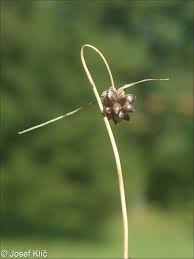 Attēlu rezultāti vaicājumam “Allium oleraceum”