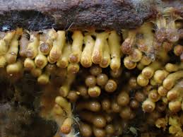 Attēlu rezultāti vaicājumam “Symphytocarpus flaccidus sessile”