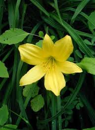 Attēlu rezultāti vaicājumam “Hemerocallis lilioasphodelus”