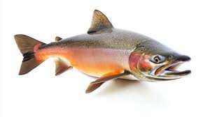 Image result for Oncorhynchus keta