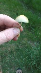 Attēlu rezultāti vaicājumam “Protostropharia alcis”