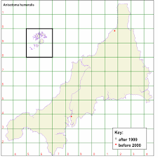 Attēlu rezultāti vaicājumam “Anisotoma humeralis”