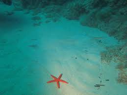 Image result for Gymnura altavela