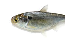 Image result for Dorosoma cepedianum