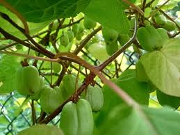 Attēlu rezultāti vaicājumam “Actinidia kolomikta fruit”