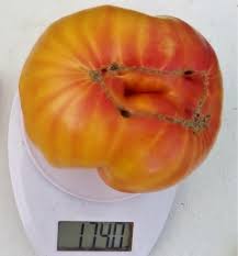 Afbeeldingsresultaat voor earl faux tomato