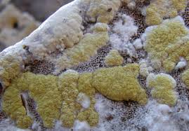 Attēlu rezultāti vaicājumam “Hypocrea pulvinata”