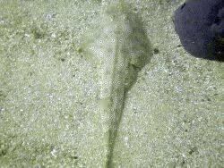 Image result for Acroteriobatus annulatus