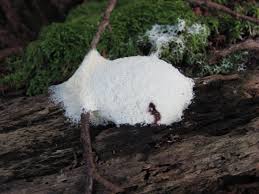 Attēlu rezultāti vaicājumam “Fuligo candida”