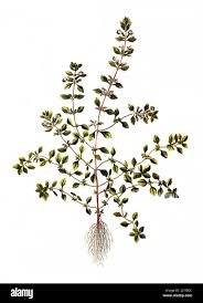 Attēlu rezultāti vaicājumam “Acinos arvensis leaf”