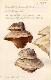 Attēlu rezultāti vaicājumam “Trametes suaveolens”