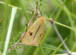 Attēlu rezultāti vaicājumam “Diacrisia sannio male”