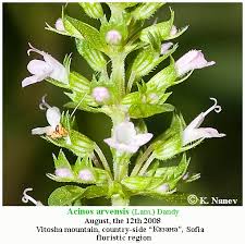 Attēlu rezultāti vaicājumam “Acinos arvensis flower”