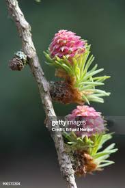 Attēlu rezultāti vaicājumam “Larix kaempferi female flower”