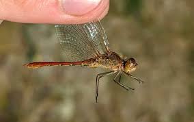 Attēlu rezultāti vaicājumam “Dianema depressum”