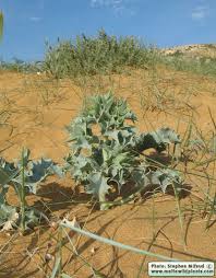Attēlu rezultāti vaicājumam “Eryngium maritimum leaf”