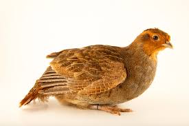 Attēlu rezultāti vaicājumam “Perdix perdix”