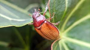 Attēlu rezultāti vaicājumam “Serica brunnea”