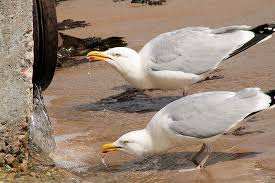 Attēlu rezultāti vaicājumam “Larus argentatus nest”