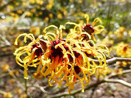 Attēlu rezultāti vaicājumam “Hamamelis japonica”