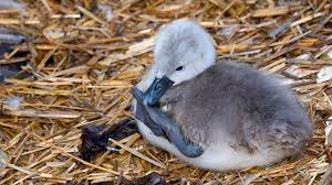 Attēlu rezultāti vaicājumam “Cygnus olor juvenile”
