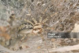 Attēlu rezultāti vaicājumam “Agelena labyrinthica”