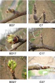 Attēlu rezultāti vaicājumam “Pyrus communis bud”