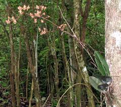 Attēlu rezultāti vaicājumam “Heterotrichia oerstedii (syn. Arcyria oerstedii)”