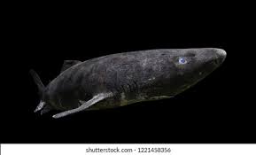 Image result for Somniosus microcephalus