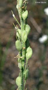 Attēlu rezultāti vaicājumam “Berteroa incana”