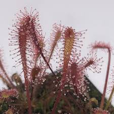 Attēlu rezultāti vaicājumam “Drosera anglica flower”