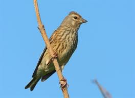 Attēlu rezultāti vaicājumam “Carduelis cannabina adult”