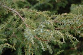 Attēlu rezultāti vaicājumam “Juniperus communis”