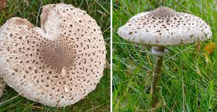 Attēlu rezultāti vaicājumam “Macrolepiota”