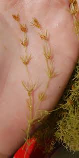 Attēlu rezultāti vaicājumam “Chara aspera”