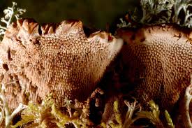 Attēlu rezultāti vaicājumam “Hydnellum ferrugineum”