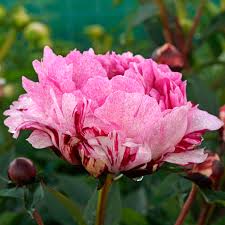 Attēlu rezultāti vaicājumam “Paeonia lactiflora flower”