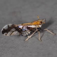 Attēlu rezultāti vaicājumam “Delphacidae”