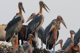 Attēlu rezultāti vaicājumam “Ciconiiformes”