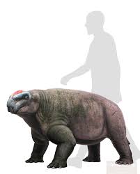 Attēlu rezultāti vaicājumam “Diderma roanense”