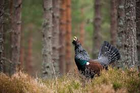 Attēlu rezultāti vaicājumam “Tetrao urogallus male”