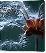 Attēlu rezultāti vaicājumam “Clematis fruit”