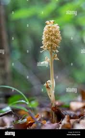 Attēlu rezultāti vaicājumam “Neottia nidus-avis flower”