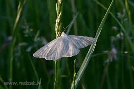 Attēlu rezultāti vaicājumam “Siona lineata”
