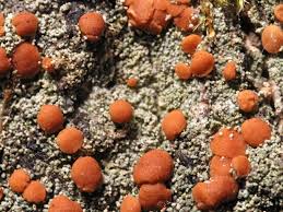 Attēlu rezultāti vaicājumam “Bacidia rubella”