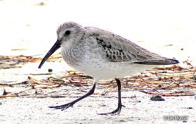 Attēlu rezultāti vaicājumam “Calidris alpina adult”