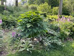 Attēlu rezultāti vaicājumam “Catalpa”